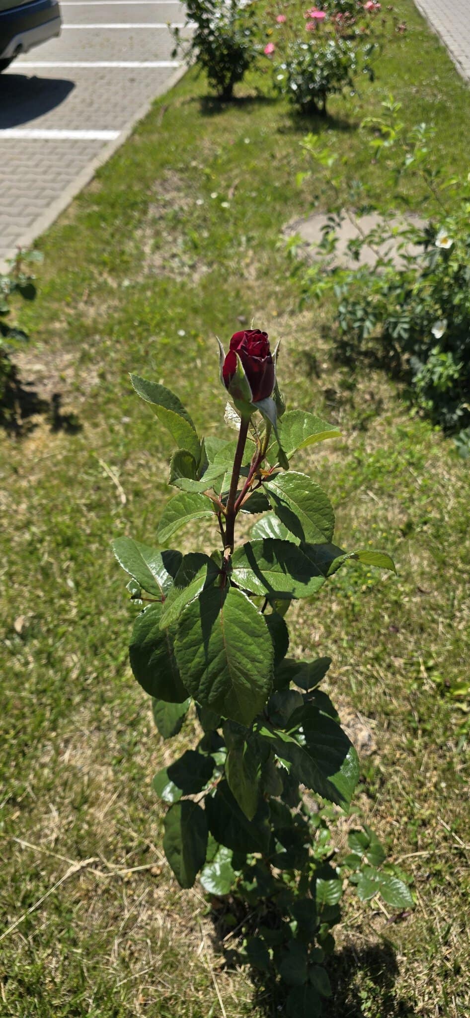Rugă roșie în grădină, cu frunze verzi și petale închise la culoare.