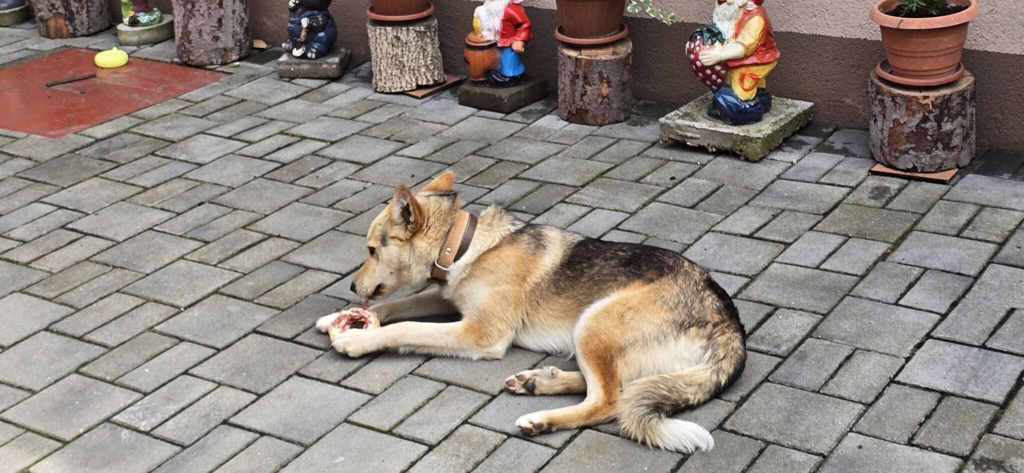 Un câine husky tânăr se odihnește pe alee de piatră, în curte cu ghivece și figurine decorati.