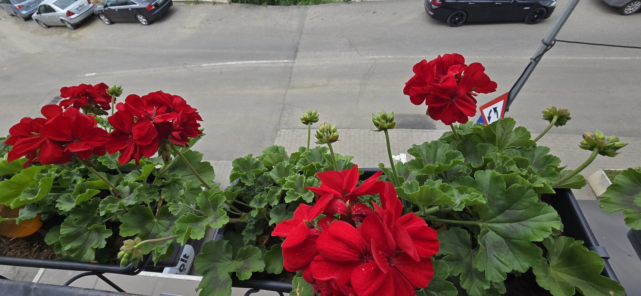 Red geraniums în ghivece pe balustradă, cu stradă și mașini în fundal.