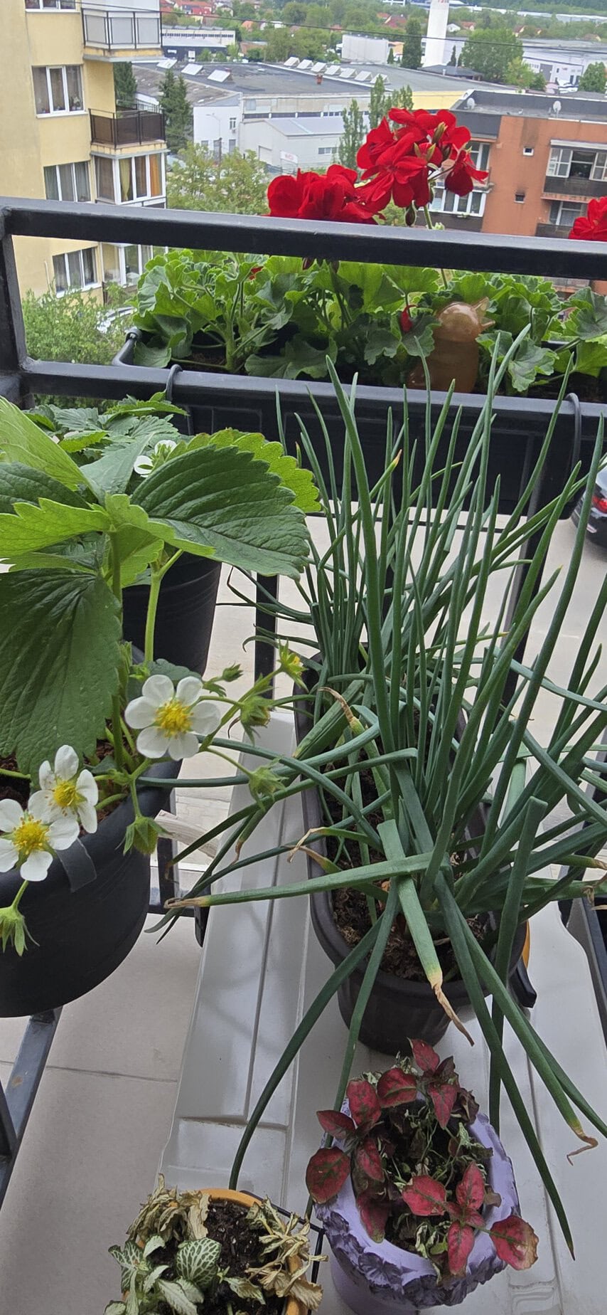 Căpșuni și plante aromatice pe balcon în oraș.