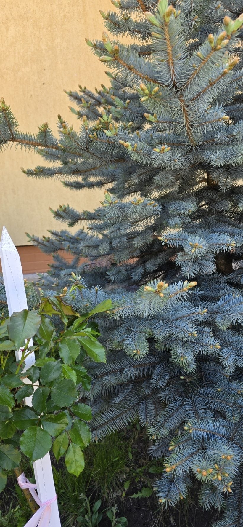 O brad de Crăciun decorat în grădină, lângă o plantă verde, pe fundalul unui perete galben.