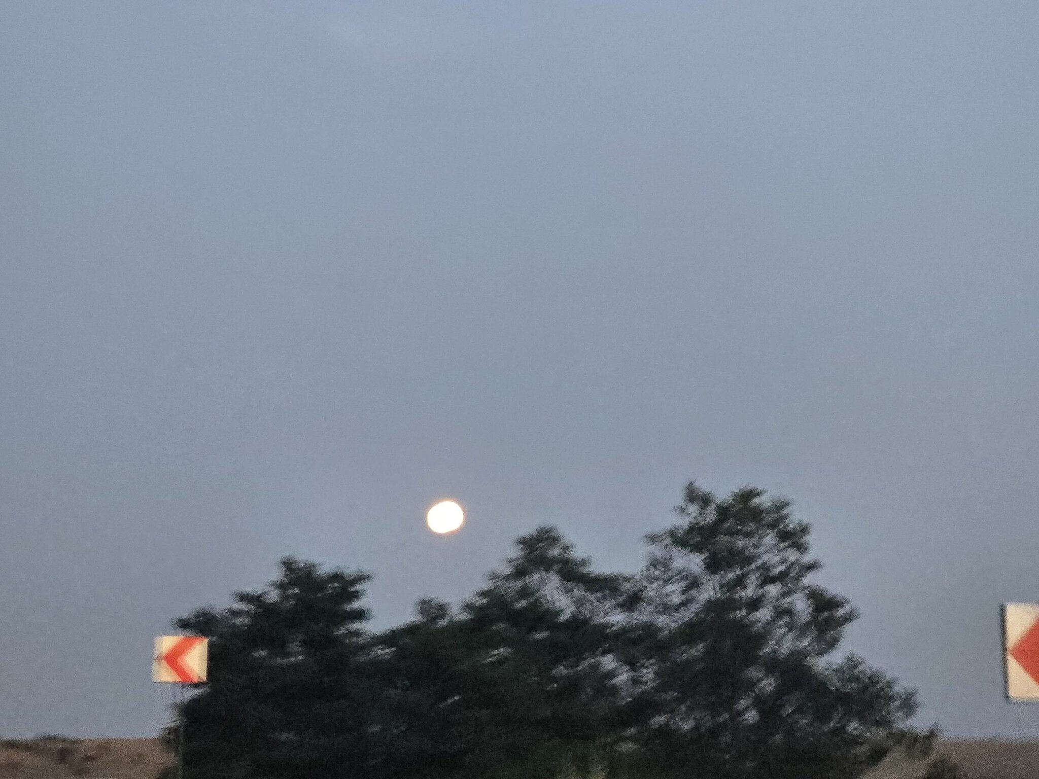 Luna plină strălucește pe cerul albăstrui al amurgului, deasupra coroanelor întunecate ale copacilor și a unor indicatoare rutiere.